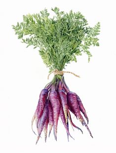 a bunch of purple carrots with green tops on a white background, watercolor