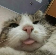 a close up of a cat laying on the ground with its mouth open and tongue out