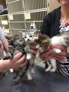 a woman holding several kittens in her hands