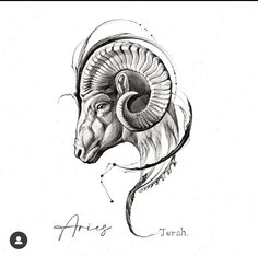 an ink drawing of a ram's head with the word aris on it