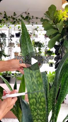 a person is cutting up the leaves of a plant in front of some potted plants