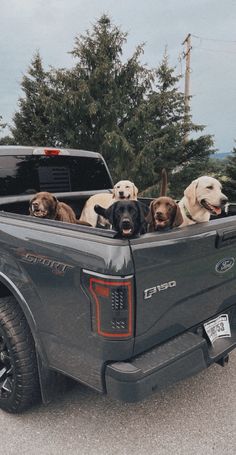 five dogs are sitting in the back of a truck