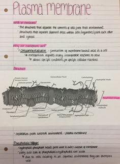 a piece of paper that has some writing on it with information about the parts of plasma membrane