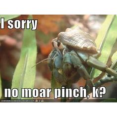 a close up of a grasshopper on a plant with caption that reads, i sorry no moar pinch, k?