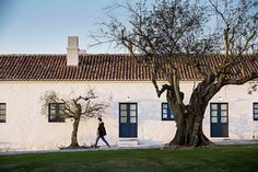 a man walking past a tree in front of a white building with red tile roof