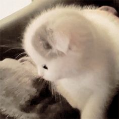 a white cat sitting on top of a couch