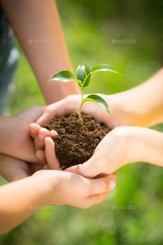 two hands holding a young plant in soil - stock photo - images