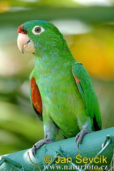 a green parrot sitting on top of a tree branch