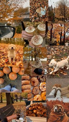 a collage of pictures with dogs, pumpkins, and other things in them