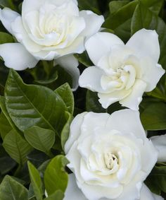 several white flowers with green leaves around them