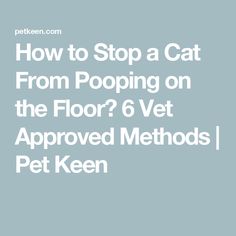 the text how to stop a cat from pooping on the floor 6 vet approved method