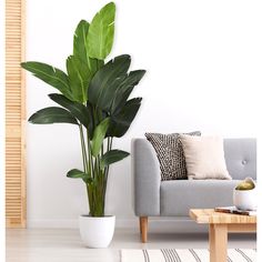 a large green plant in a white pot next to a gray couch and coffee table