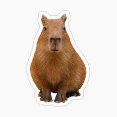 a sticker of a capybara sitting on its hind legs and looking at the camera