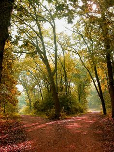 a dirt road surrounded by trees and leaves