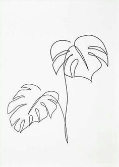 a single line drawing of a plant on a white background with the outline of a large leaf