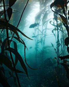 an underwater view of seaweed in the water