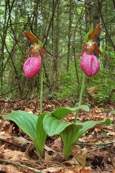 two pink flowers with green leaves in the woods