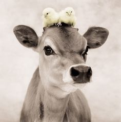 a baby deer with two little birds on its head