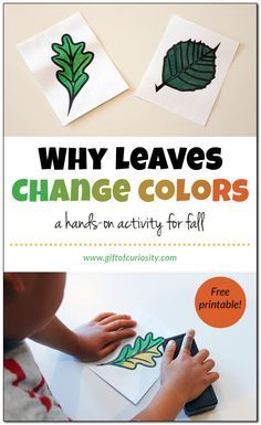 two children's hands are painting leaves on paper with the words, why leaves change colors