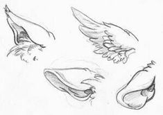 some drawings of different wings and feet