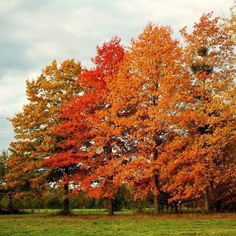 several trees with orange and red leaves on them