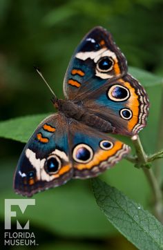 two butterflies sitting on top of a green leaf