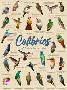 a poster with different kinds of hummingbirds on it's back and front cover