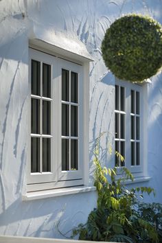 a white building with two windows and a green plant