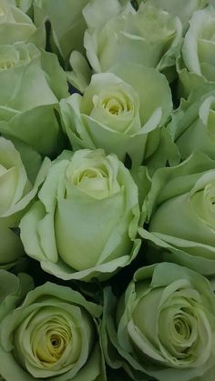 Wallpapers Tiktok, Green Inspo, Green Roses, Dark Green Aesthetic, Green Theme