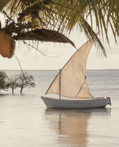 a small sailboat on the water under a palm tree