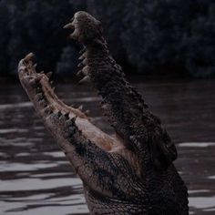 an alligator is in the water with its mouth open