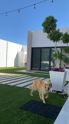 a dog is walking in the grass near a white chair and potted planter