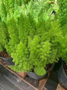 some very pretty green plants in black pots