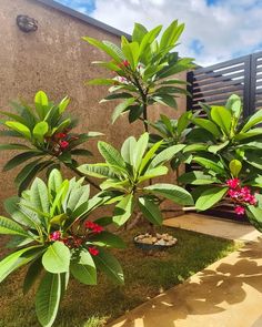 two small trees in front of a building with green leaves and red flowers on them