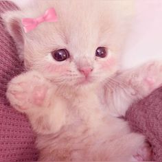 a white kitten with a pink bow on its head