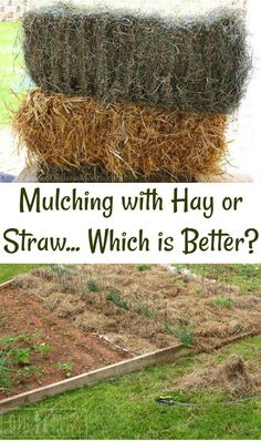 hay and straw stacked on top of each other with text overlay saying mulching with hay or straw which is better?