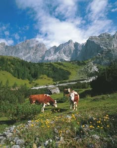 two cows grazing in the grass on a mountain side with mountains in the background and wildflowers growing all around