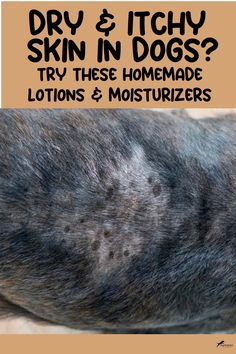 Dry & Itchy Skin in Dogs? Try These Homemade Lotions & Skin Moisturizers Homemade Anti Itch Cream, Diy Dog Skin Allergy Relief, How To Treat Dogs Itchy Skin, My Dog Has Dry Itchy Skin, Dry Skin Remedies For Dogs, Dry Skin Care For Dogs, Dog With Dry Itchy Skin, Dry Skin For Dogs Remedies Diy, Natural Remedies For Dog Skin Problems