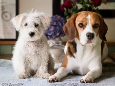 two dogs sitting on a bed next to each other and one is looking at the camera