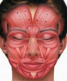 Facial Muscles Anatomy, Face Injections, Facial Massage Techniques, Facial Anatomy, Botox Cosmetic, Botox Face