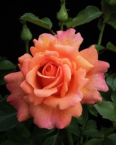 an orange rose with green leaves in the foreground and dark back ground behind it