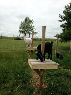 goats and sheepdogs are standing on wooden posts in the grass near a fence