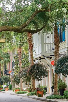 the street is lined with palm trees and potted plants in front of white buildings