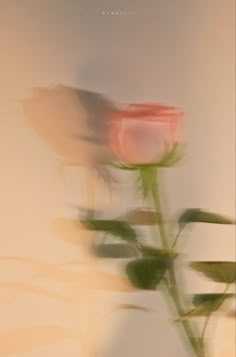 a blurry photo of a single rose on a white background with the word love written across it