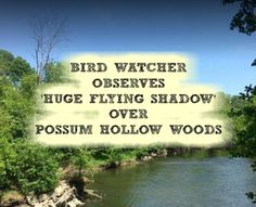 the words bird watcher observes huge flying shadow over possum hollow woods