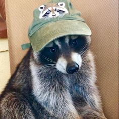 a raccoon wearing a hat with two raccoons on it