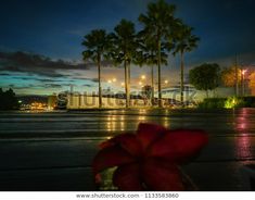 a red flower sitting on top of a wet ground next to palm trees at night