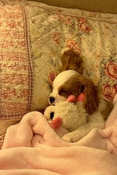 a small dog laying on top of a bed next to a stuffed animal