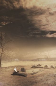 a lone tree in the middle of a barren field under a dark sky with clouds