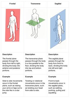 four different types of body shapes and their corresponding names are shown in the diagram below